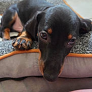 Bandy a rejoint le concours — aidez-le/la à gagner de superbes lots ! puppy, dog, pet, black_and_tan, resting, bed, blanket, close_up, paw, sleepy, cute, indoor, floor, cozy, texture, young_dog, animal, mammal, fur, looking