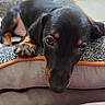 puppy, dog, pet, black_and_tan, resting, bed, blanket, close_up, paw, sleepy, cute, indoor, floor, cozy, texture, young_dog, animal, mammal, fur, looking