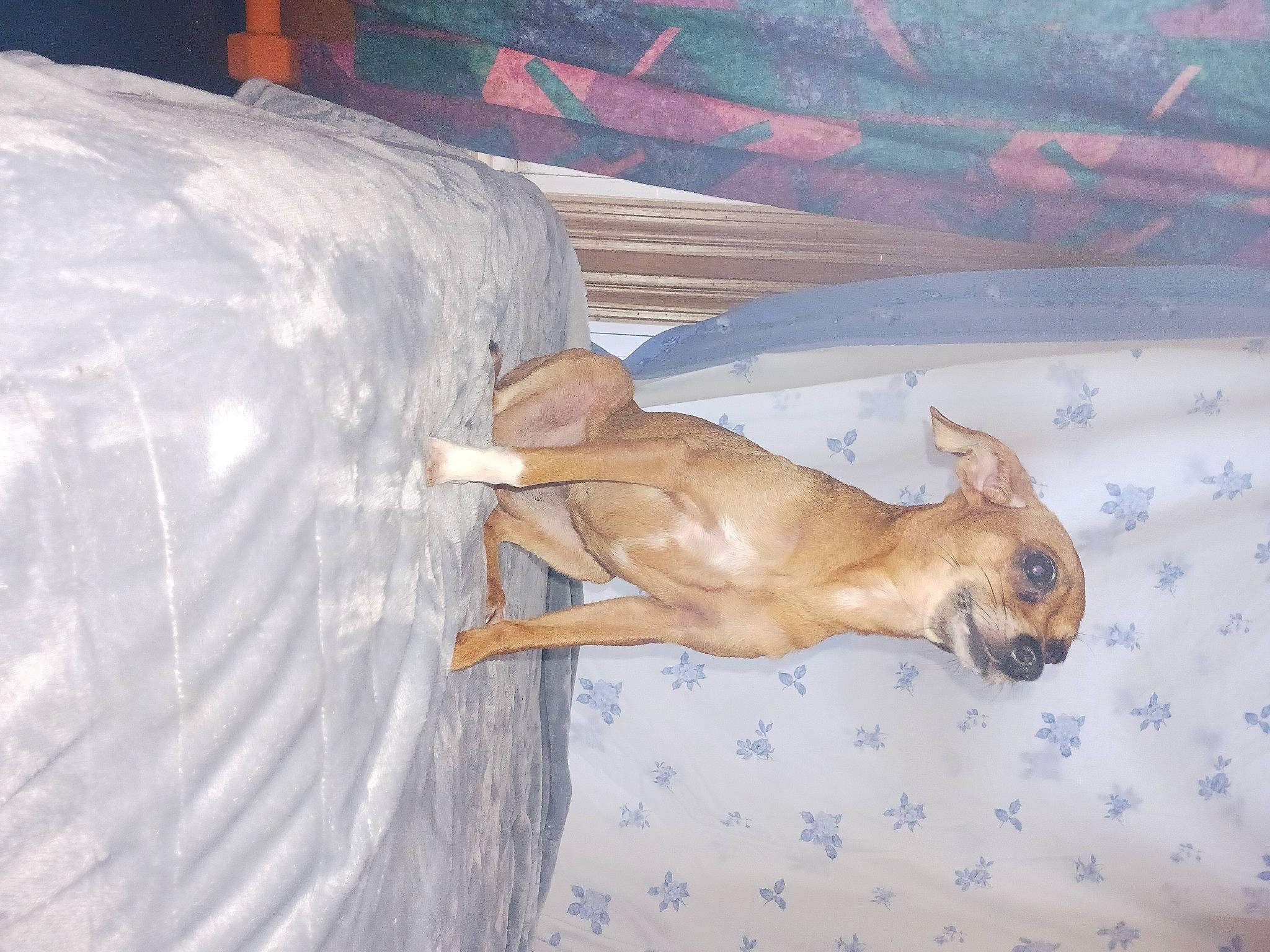 Red joined the competition — help win amazing prizes! art, canidae, dog_breed, fawn, fender, hardwood, liver, plywood, snout, sporting_group, tail, terrestrial_animal, toy, whiskers, wood