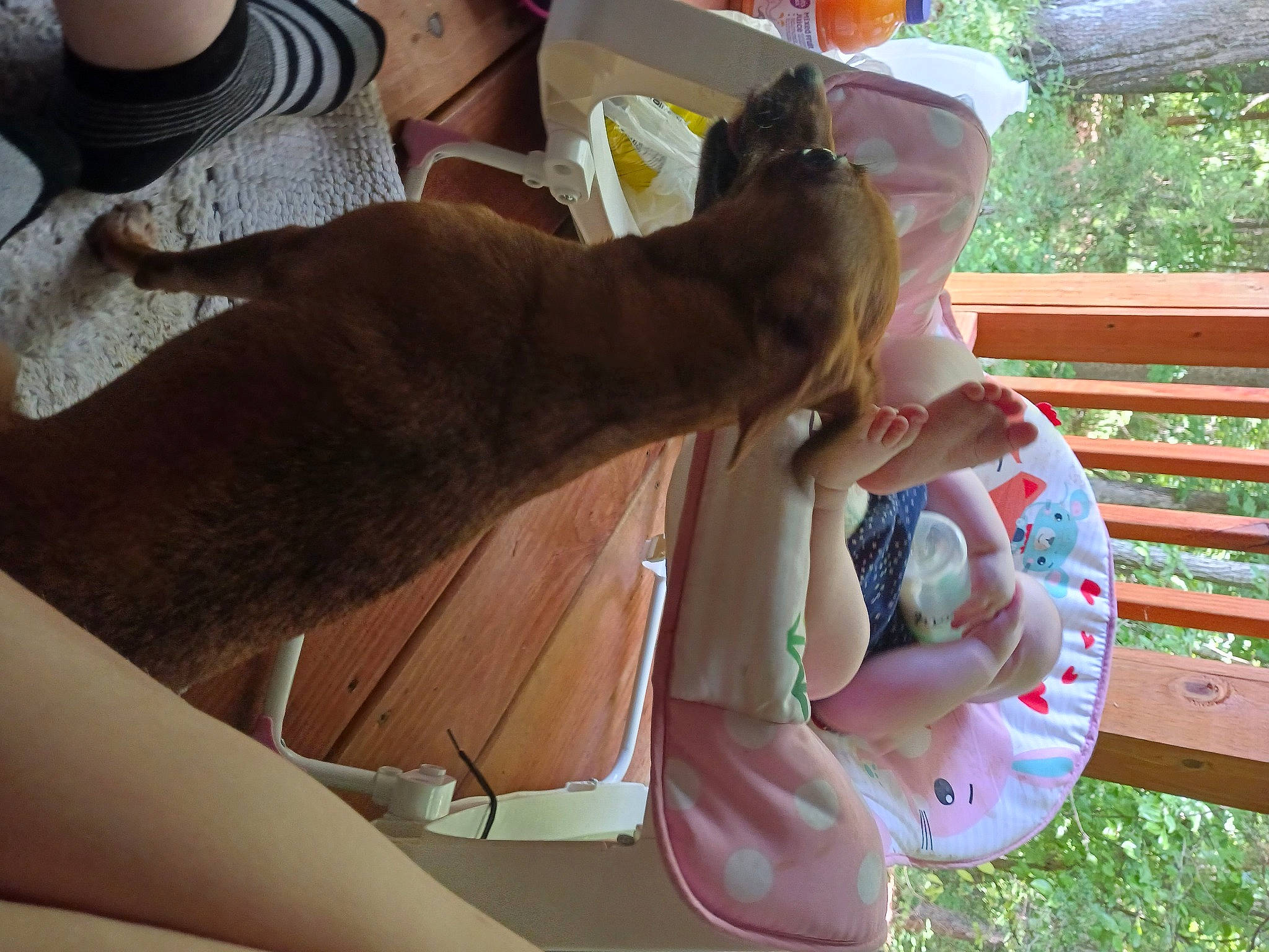 Red is registered to the contest to win money with this photo: canidae, carnivore, cat, comfort, companion_dog, dog_breed, ear, elbow, fawn, felidae, gesture, leisure, nail, plant, small_to_medium_sized_cats, sporting_group, thumb, watch, whiskers, wrist