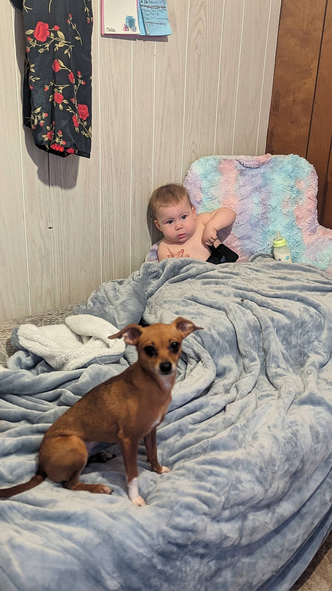 Red is registered to the contest to win money with this photo: canidae, carnivore, child, comfort, companion_dog, dog, dog_breed, fawn, fun, happy, lap, leisure, linens, mammal, sitting, smile, sporting_group, t_shirt, toddler, toy_dog