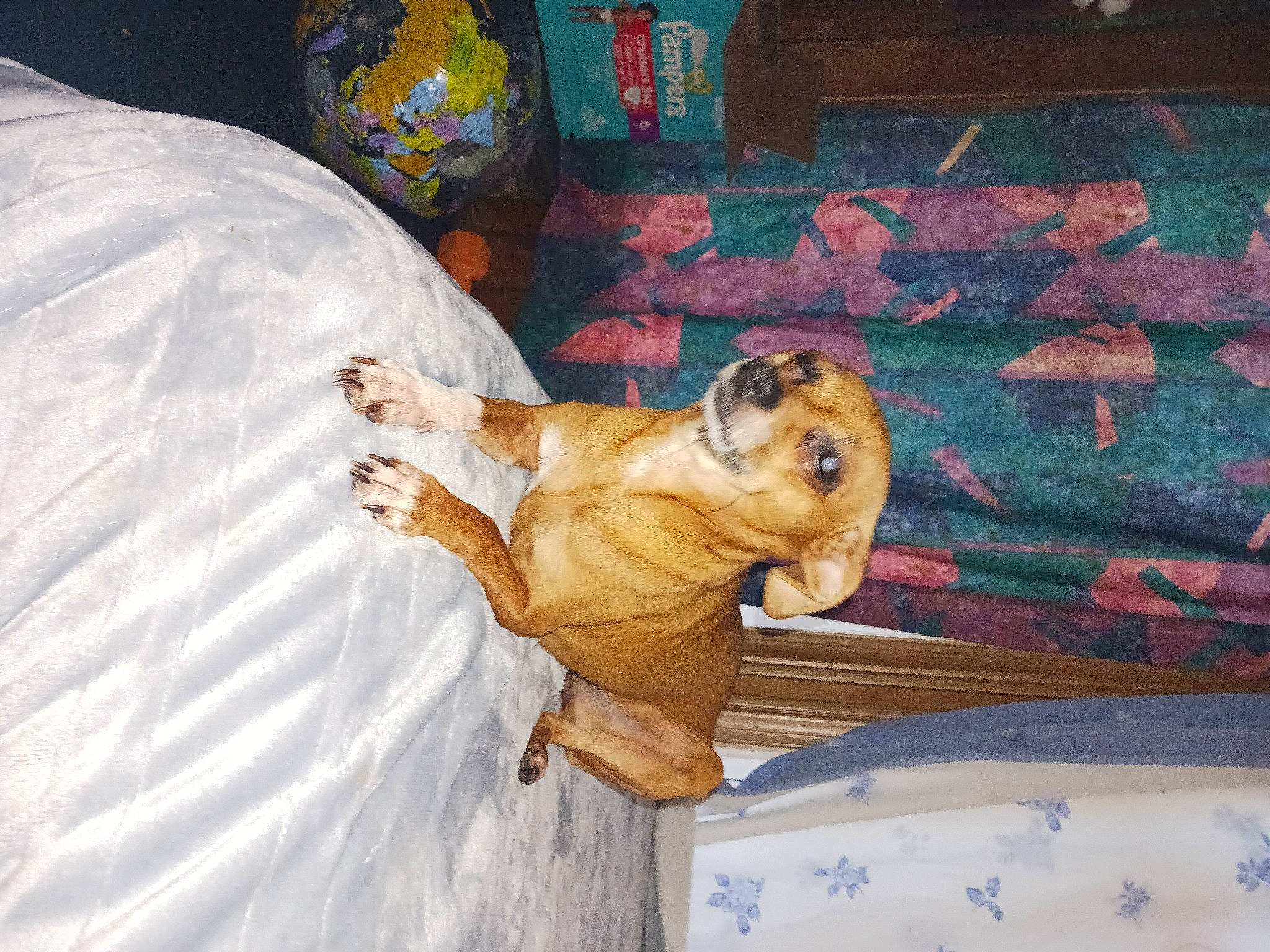 Red joined the competition — help win amazing prizes! art, canidae, carnivore, comfort, companion_dog, dog, dog_breed, fawn, felidae, fur, handwriting, hardwood, linens, snout, sporting_group, tail, terrestrial_animal, wood, working_animal, wrinkle