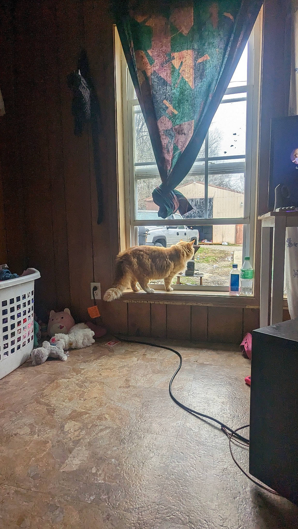 Teetee joined the competition — help win amazing prizes! building, carnivore, cat, curtain, domestic_short_haired_cat, felidae, floor, flooring, fur, hardwood, interior_design, living_room, room, shade, small_to_medium_sized_cats, tail, tree, whiskers, window, wood