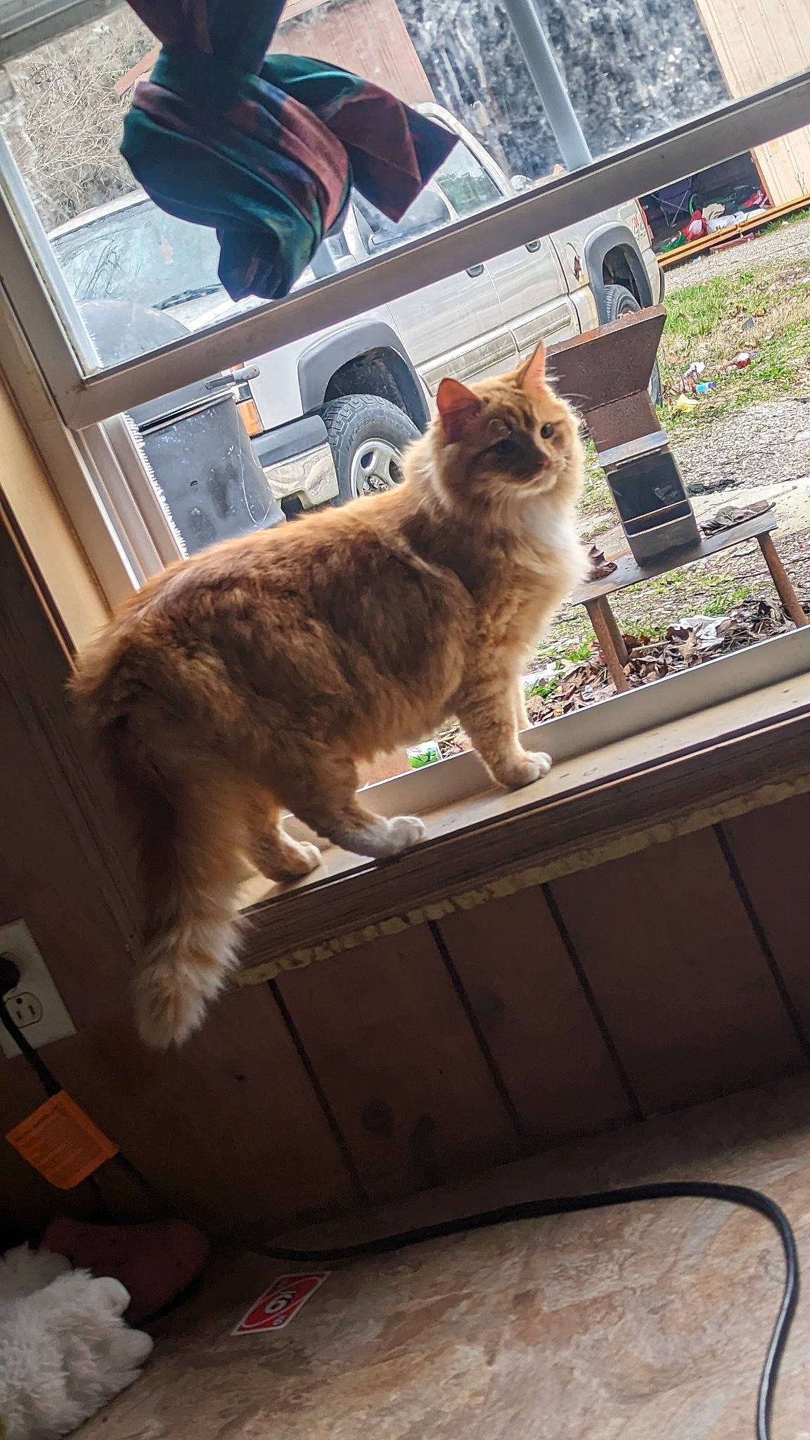 Teetee joined the competition — help win amazing prizes! car, carnivore, cat, claw, domestic_short_haired_cat, fawn, felidae, fur, human_leg, plant, roof, sitting, small_to_medium_sized_cats, tail, tire, tree, wheel, whiskers, window, wood