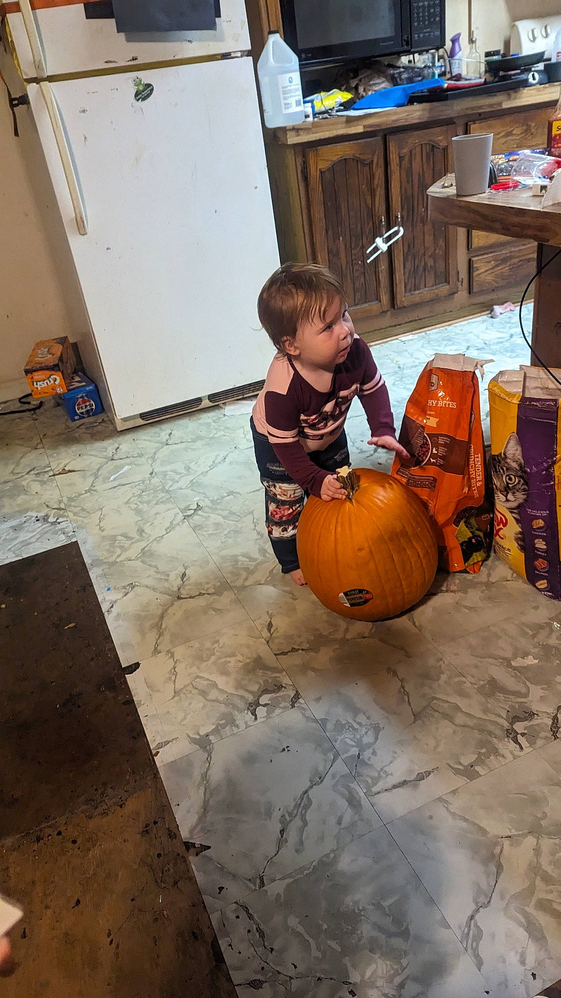 Eliana joined the competition — help win amazing prizes! art, calabaza, child, cucurbita, floor, flooring, fun, gourd, hardwood, natural_foods, person, plant, pumpkin, shelf, squash, t_shirt, toddler, vegetable, whiteboard, winter_squash