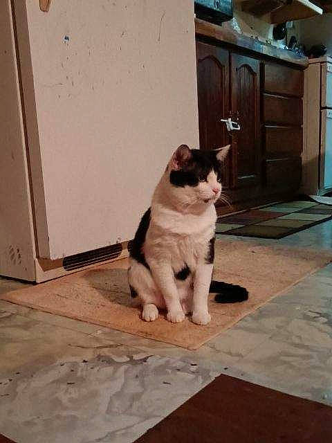 Goku joined the competition — help win amazing prizes! cabinetry, carnivore, cat, companion_dog, dog_breed, domestic_short_haired_cat, door, fawn, felidae, floor, flooring, grey, hardwood, road_surface, small_to_medium_sized_cats, snout, tail, whiskers, window, wood