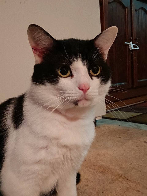 Goku is registered to the contest to win money with this photo: carnivore, cat, domestic_short_haired_cat, door, felidae, fur, paw, sitting, small_to_medium_sized_cats, snout, tail, whiskers, window