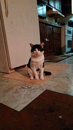 Goku is registered to the contest to win money with this photo: art, canidae, carnivore, cat, companion_dog, dog_breed, domestic_short_haired_cat, door, felidae, floor, flooring, fur, hardwood, small_to_medium_sized_cats, snout, tail, whiskers, window, wood, wood_flooring