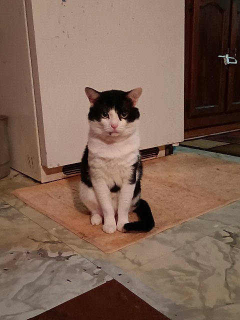 Goku joined the competition — help win amazing prizes! carnivore, cat, domestic_short_haired_cat, door, eye, felidae, floor, flooring, foot, fur, grey, hardwood, home_door, human_body, paw, small_to_medium_sized_cats, snout, tail, whiskers, wood