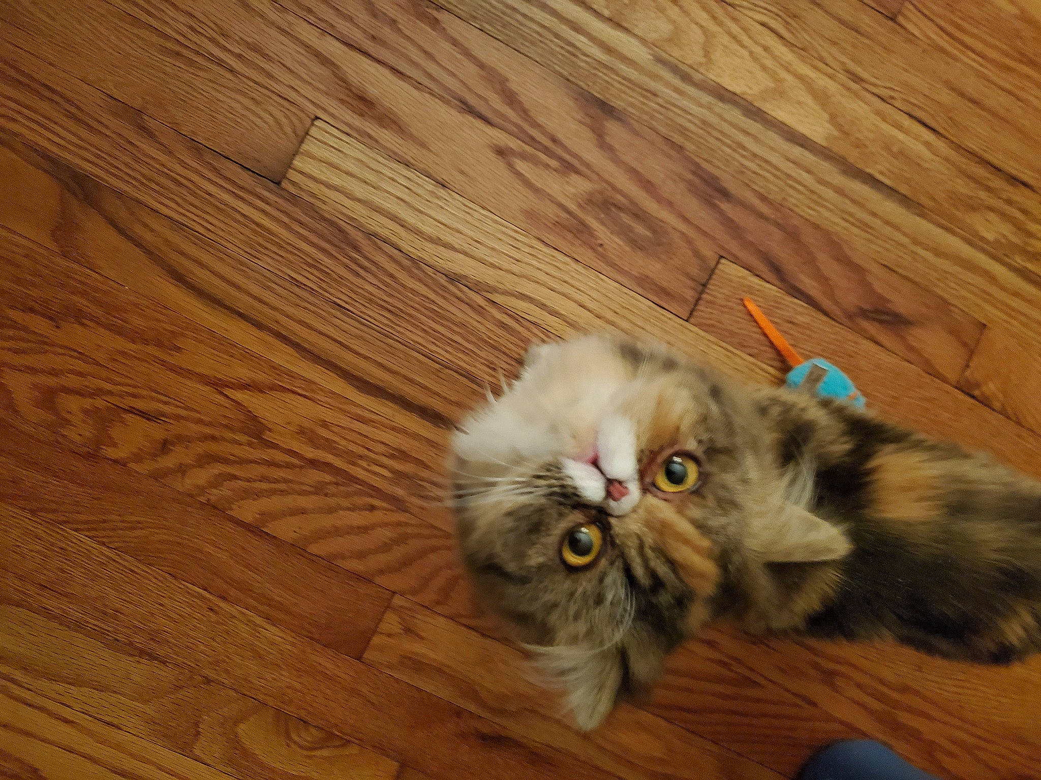 Juliette is registered to the contest to win money with this photo: british_longhair, carnivore, cat, comfort, felidae, flooring, fur, hardwood, laminate_flooring, paw, plank, plywood, small_to_medium_sized_cats, tail, terrestrial_animal, varnish, whiskers, wood, wood_flooring, wood_stain