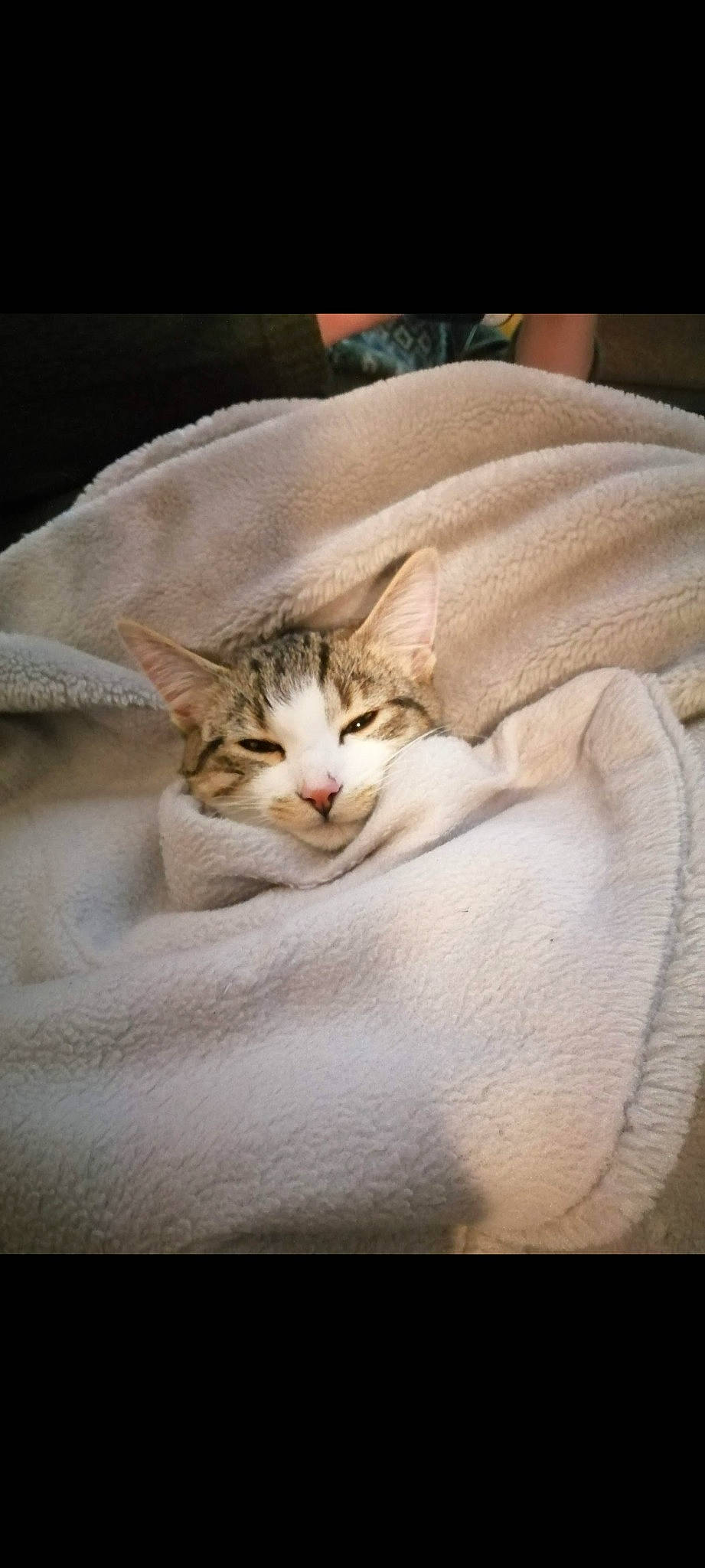 Heidi is registered to the contest to win money with this photo: bedding, blanket, carnivore, cat, claw, comfort, domestic_short_haired_cat, eye, fawn, felidae, fur, linens, paw, small_to_medium_sized_cats, tail, terrestrial_animal, whiskers, wood