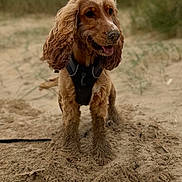 Benji joined the competition — help win amazing prizes! dog, beach, sand, outdoor, animal, pet, happy, canine, floppy_ears, brown_fur, nature, playful, closeup, daytime, snout, digging, grass, leash, harness, portrait