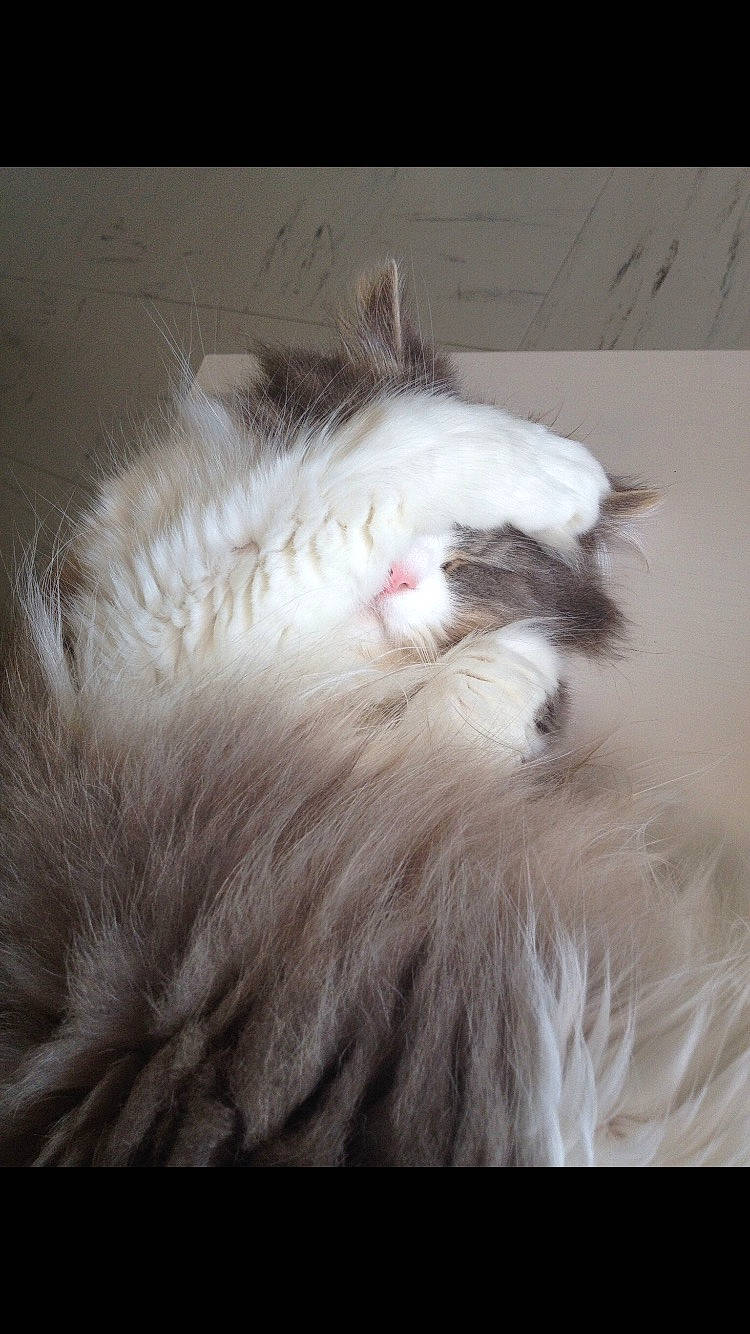 Mishka a rejoint le concours — aidez-le/la à gagner de superbes lots ! american_curl, carnivore, cat, domestic_long_haired_cat, ear, felidae, fur, nap, norwegian_forest_cat, nose, paw, ragamuffin, ragdoll, small_to_medium_sized_cats, snout, tail, whiskers