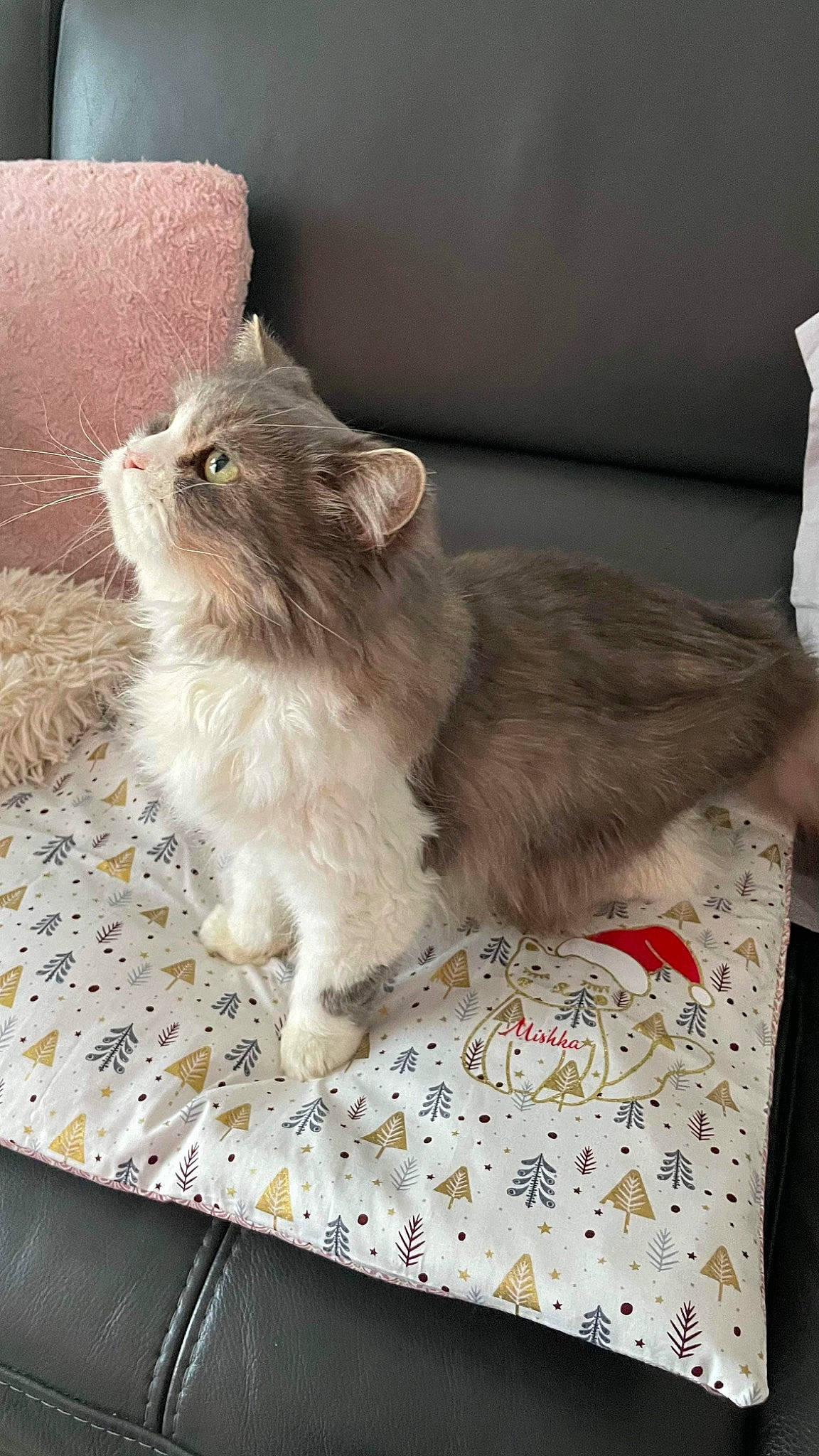 Mishka a rejoint le concours — aidez-le/la à gagner de superbes lots ! british_longhair, carnivore, cat, claw, comfort, couch, fawn, felidae, flooring, fur, grey, hardwood, paw, small_to_medium_sized_cats, snout, tail, terrestrial_animal, whiskers