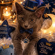 Stormi Blu Maxwell is registered to the contest to win money with this photo: kitten, gray_cat, top_hat, bow_tie, paw_pendant, plush_toy, teddy_bear, heart_pillow, fairy_lights, candle_lantern, crescent_moon, fluffy_rug, blue_decor, star_pattern, close_up, portrait, cute, indoor, cozy, decorative