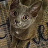 Stormi Blu Maxwell is registered to the contest to win money with this photo: cat, gray_cat, pet, animal, indoor, curious, wide_eyes, fur, cute, looking_up, small_animal, domestic_cat, mammal, whiskers, ears, floor_rug, texture, close_up, sitting, young_cat