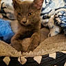 Stormi Blu Maxwell joined the competition — help win amazing prizes! kitten, cat, gray_cat, blanket, cushion, furniture, indoor, pet, animal, cozy, soft, resting, cute, fur, young_cat, relaxed, warm, home, sleepy, comfort