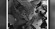 Stormi Blu Maxwell is registered to the contest to win money with this photo: kitten, cat, black_and_white, blanket, pattern, fur, pet, animal, close_up, resting, cute, sleepy, indoor, young, digital_photo, smartphone_screen, frame, portrait, whiskers, ears