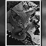 kitten, cat, black_and_white, blanket, pattern, fur, pet, animal, close_up, resting, cute, sleepy, indoor, young, digital_photo, smartphone_screen, frame, portrait, whiskers, ears