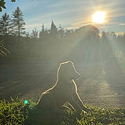 Bingo a rejoint le concours — aidez-le/la à gagner de superbes lots ! dog, silhouette, sunlight, grass, outdoor, nature, sun, shadow, backlight, animal, pet, morning, evening, sky, trees, peaceful, quiet, calm, sunbeam, natural_light