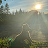 dog, silhouette, sunlight, grass, outdoor, nature, sun, shadow, backlight, animal, pet, morning, evening, sky, trees, peaceful, quiet, calm, sunbeam, natural_light