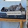 Tyco a rejoint le concours — aidez-le/la à gagner de superbes lots ! cat, gray_cat, feline, pet, animal, indoors, kitchen, countertop_grill, appliance, wooden_table, blue_wall, curtain, speech_bubble, funny, humorous, sitting, lying_down, yellow_eyes, home, photograph
