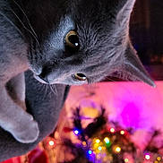 Tyco participe au concours pour gagner de l'argent avec cette photo : cat, gray_cat, feline, pet, animal, close_up, portrait, whiskers, eyes, ears, fur, upside_down, curious, indoor, christmas_tree, holiday, colorful_lights, bokeh, phone_screenshot, vertical_photo