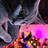 cat, gray_cat, feline, pet, animal, close_up, portrait, whiskers, eyes, ears, fur, upside_down, curious, indoor, christmas_tree, holiday, colorful_lights, bokeh, phone_screenshot, vertical_photo