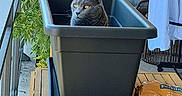 Tyco a rejoint le concours — aidez-le/la à gagner de superbes lots ! cat, gray_cat, animal, pet, face, eyes, ears, planter, flower_pot, balcony, plants, greenery, outdoor, wooden_table, chair, laundry, soil_bag, garden, portrait, smartphone_screenshot