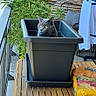 cat, gray_cat, animal, pet, face, eyes, ears, planter, flower_pot, balcony, plants, greenery, outdoor, wooden_table, chair, laundry, soil_bag, garden, portrait, smartphone_screenshot