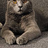 Tyco a rejoint le concours — aidez-le/la à gagner de superbes lots ! cat, gray_cat, pet, animal, feline, sitting, lounging, sofa, couch, indoor, portrait, front_view, golden_eyes, whiskers, ears, paws, fur, relaxed, alert, home