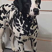 Oslo a rejoint le concours — aidez-le/la à gagner de superbes lots ! dalmatian, dog, animal, pet, indoor, floor, door, black_spots, white_fur, standing, alert, canine, mammal, domestic_animal, fur, ears, legs, paws, tail, portrait