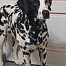dalmatian, dog, animal, pet, indoor, floor, door, black_spots, white_fur, standing, alert, canine, mammal, domestic_animal, fur, ears, legs, paws, tail, portrait
