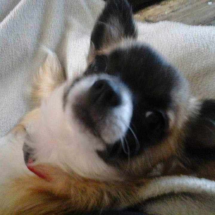 Tito Bandito joined the competition — help win amazing prizes! animal, blanket, close_up, companion, cozy, cute, dog, domestic_animal, ears, face, fur, indoor, lying_down, pet, relaxed, resting, small_dog, snout, soft_texture, whiskers