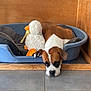 Taïa participe au concours pour gagner de l'argent avec cette photo : dog, puppy, pet_bed, plush_toy, stuffed_animal, indoor, floor, tile_floor, brown_and_white, resting, sleepy, wooden_wall, cozy, cute, animal, companion, domestic, relaxing, toy, home