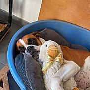 Taïa participe au concours pour gagner de l'argent avec cette photo : dog, boxer, plush_toy, duck, pet_bed, wooden_chair, floor, indoor, resting, relaxed, animal, stuffed_animal, toy, brown_dog, white_dog, pet, comfort, fur, snuggle, home