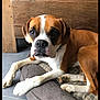 Taïa participe au concours pour gagner de l'argent avec cette photo : dog, brown, white, pet_bed, floor, wood, fur, ears, paws, portrait, indoor, resting, animal, canine, close_up, looking, cute, companion, domestic, relaxed