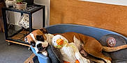 Taïa a rejoint le concours — aidez-le/la à gagner de superbes lots ! dog, dog_bed, plush_toy, stuffed_animal, indoor, plant, cactus, table, floor_tile, wooden_frame, relaxed, brown_and_white, pet, cozy, corner, decor, stuffed_duck, animal, home, resting