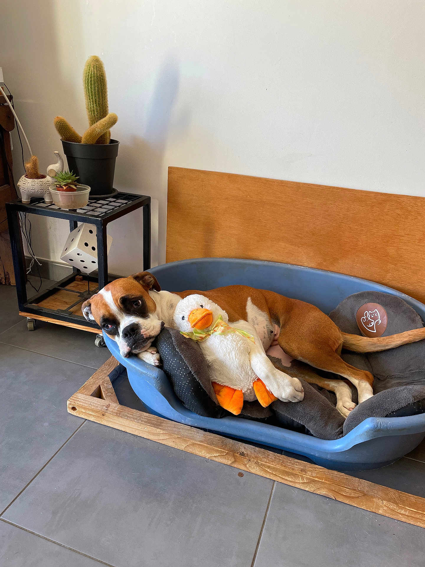 Taïa a rejoint le concours — aidez-le/la à gagner de superbes lots ! dog, dog_bed, plush_toy, stuffed_animal, indoor, plant, cactus, table, floor_tile, wooden_frame, relaxed, brown_and_white, pet, cozy, corner, decor, stuffed_duck, animal, home, resting