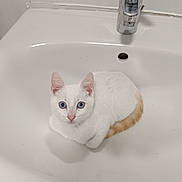 Avengers participe au concours pour gagner de l'argent avec cette photo : animal, bathroom, blue_eyes, cat, clean, close_up, curious, cute, domestic_cat, feline, indoor, looking_at_camera, orange_tail, pet, resting, sink, still_life, white_background, white_cat, young_cat