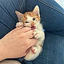 kitten, cat, hand, fingers, nibbling, playful, orange, white, fur, jeans, lap, clothing, person, cute, pet, animal, indoor, cozy, small, paw