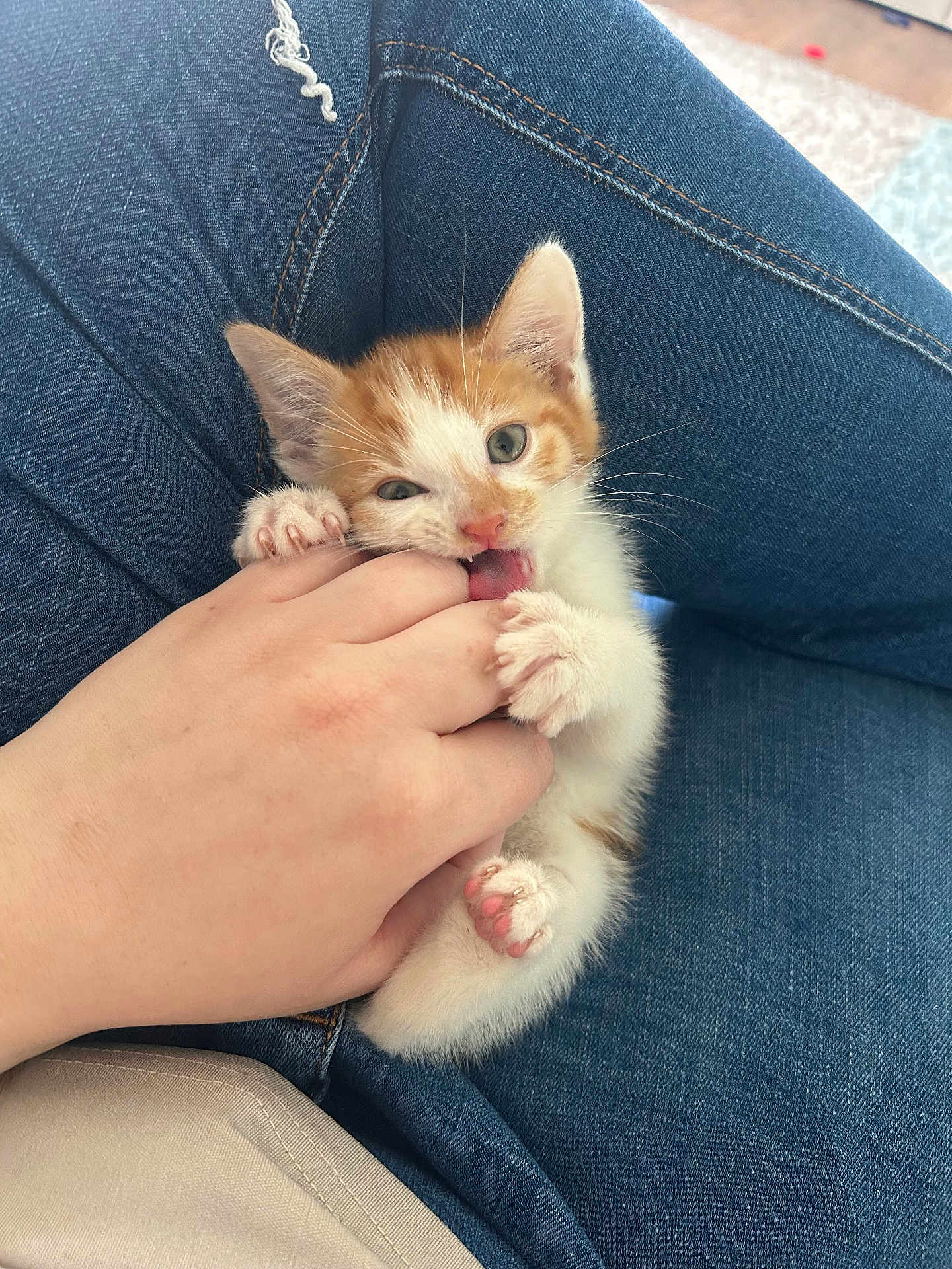 Simba