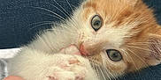 Simba joined the competition — help win amazing prizes! kitten, cat, orange_cat, white_cat, playful, cute, furry, pet, animal, paw, whiskers, human_hand, denim, jeans, close_up, indoor, young, small, curious, touch
