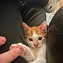 Simba is registered to the contest to win money with this photo: kitten, cat, orange_and_white, paw, human_hand, legs, black_pants, leather_chair, sock, red_dog_pattern, close_up, indoor, pet, cute, curious_eyes, feline, touching, cozy, small, young
