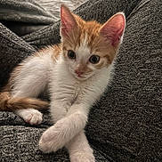 Simba is registered to the contest to win money with this photo: kitten, cat, orange_and_white, pet, animal, fur, cute, paws, relaxed, indoors, cozy, texture, grey, soft, young, small, sleepy, whiskers, eyes, comfort