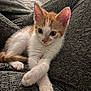 kitten, cat, orange_and_white, pet, animal, fur, cute, paws, relaxed, indoors, cozy, texture, grey, soft, young, small, sleepy, whiskers, eyes, comfort