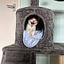 Simba is registered to the contest to win money with this photo: kitten, cat, cat_tree, cubby, blanket, indoor, pet, feline, cute, mouth_open, fur, whiskers, playful, young, animal, cozy, home, door, scratching_post, gray
