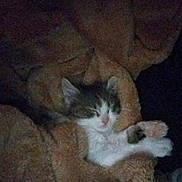 Bubby joined the competition — help win amazing prizes! animal, blanket, cat, comfort, cozy, cute, domestic, feline, fur, indoor, kitten, peaceful, pet, relaxed, rest, sleeping, small, snuggled, soft, warm