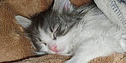 Bubby is registered to the contest to win money with this photo: animal, blanket, cat, closeup, comfort, cozy, cute, fluffy, fur, indoors, kitten, nap, pet, pink_nose, relaxation, resting, sleeping, snuggling, soft, warm