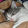 animal, blanket, cat, closeup, comfort, cozy, cute, fluffy, fur, indoors, kitten, nap, pet, pink_nose, relaxation, resting, sleeping, snuggling, soft, warm